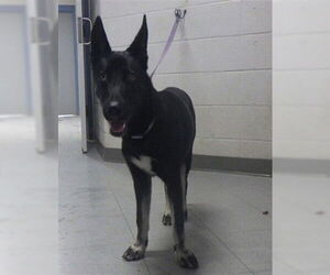 German Shepherd Dog-Huskies  Mix Dogs for adoption in Augusta, GA, USA