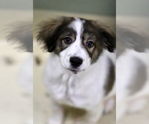 Labrenees Dogs for adoption in Webster, WI, USA