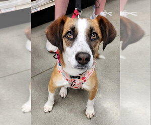 Mutt Dogs for adoption in Fairfax, VA, USA