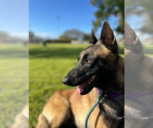 Mutt Dogs for adoption in Imlay City, MI, USA