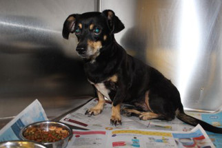 Chiweenie Dogs for adoption in Seminole, FL, USA