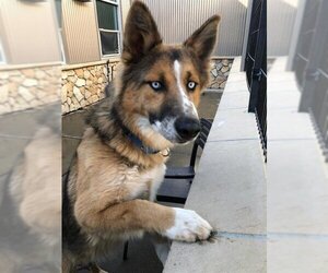 Shollie Dogs for adoption in Sacramento, CA, USA