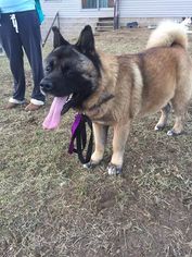 Akita Dogs for adoption in Canton, OH, USA