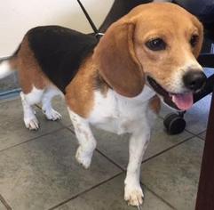 Beagle Dogs for adoption in San Antonio, TX, USA