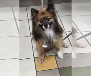 Pomeranian Dogs for adoption in Derwood, MD, USA
