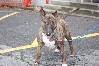 Bull Terrier Dogs for adoption in Salem, MA, USA