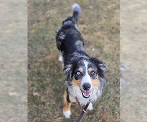 Australian Shepherd-Unknown Mix Dogs for adoption in Ogden, UT, USA