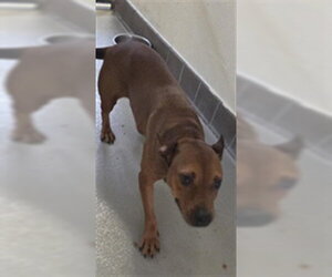 Mutt Dogs for adoption in Sanford, FL, USA