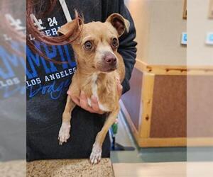 Chihuahua-Unknown Mix Dogs for adoption in Upland, CA, USA