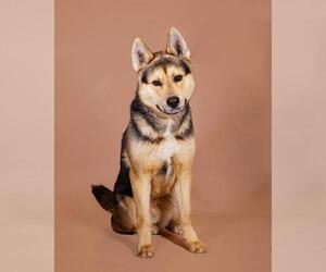 German Shepherd Dog-Siberian Husky Mix Dogs for adoption in South Amana, IA, USA