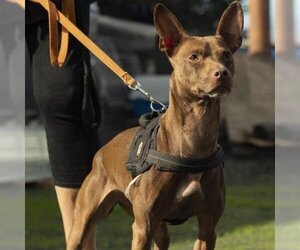 Pharaoh Hound Dogs for adoption in San Pablo, CA, USA