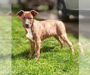 German Shepherd Dog-Unknown Mix Dogs for adoption in Clinton , MI, USA