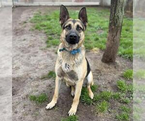 German Shepherd Dog Dogs for adoption in Modesto, CA, USA