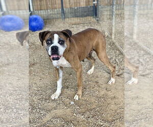 Boxer Dogs for adoption in Austin, TX, USA