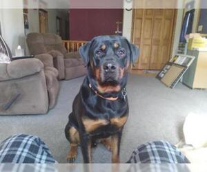 Rottweiler Dogs for adoption in Manchester, IA, USA