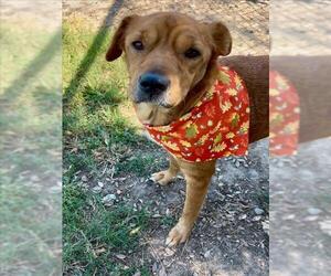 Labrador Retriever-Unknown Mix Dogs for adoption in Conroe, TX, USA