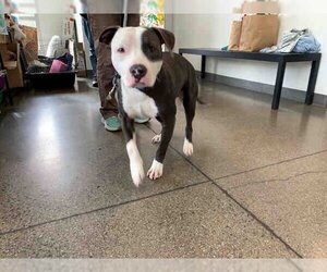 American Pit Bull Terrier Dogs for adoption in Berkeley , CA, USA