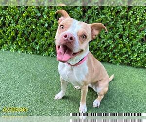 American Pit Bull Terrier Dogs for adoption in West Palm Beach, FL, USA