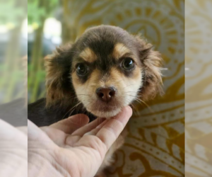 Chihuahua-Unknown Mix Dogs for adoption in Cranston, RI, USA