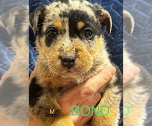 Sheprador Dogs for adoption in Maple Grove, MN, USA