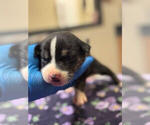 Medium Photo #2 American Pit Bull Terrier-German Shepherd Dog Mix Puppy For Sale in Modesto, CA, USA