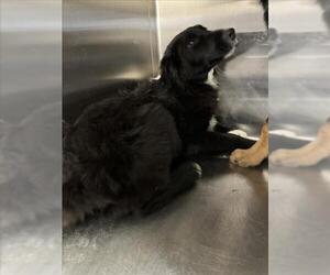Border Collie-Unknown Mix Dogs for adoption in Norco, CA, USA