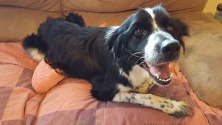 Border Collie Dogs for adoption in Peralta, NM, USA