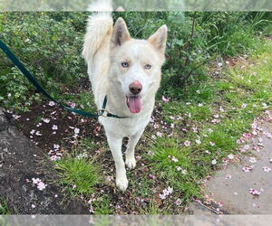 - Mix Dogs for adoption in Pasadena, CA, USA