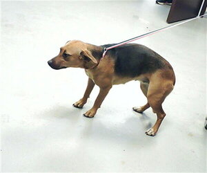 Beagle-Unknown Mix Dogs for adoption in Fayetteville, NC, USA