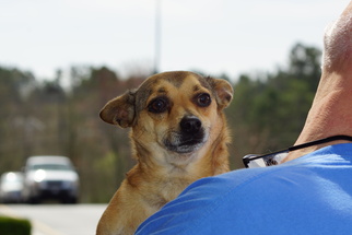 Chihuahua Dogs for adoption in Evans, GA, USA