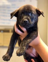 Medium Photo #1 Keeshond-Labrador Retriever Mix Puppy For Sale in Peachtree City, GA, USA
