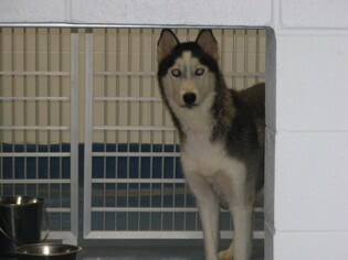 Alaskan Husky Dogs for adoption in Pearland, TX, USA