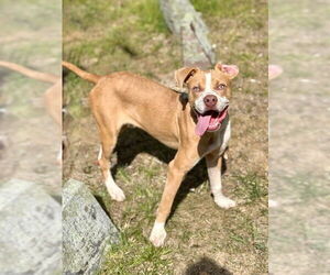American Pit Bull Terrier-Unknown Mix Dogs for adoption in Dedham, MA, USA