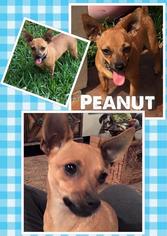 Chihuahua Dogs for adoption in Lindale , TX, USA