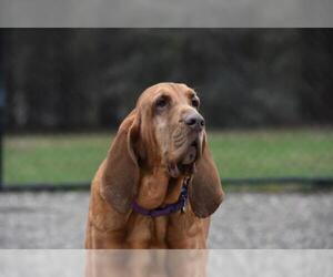 Bloodhound Dogs for adoption in St. Louis Park, MN, USA