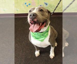 American Pit Bull Terrier-Unknown Mix Dogs for adoption in Waynesboro, PA, USA