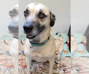 American Pit Bull Terrier-Unknown Mix Dogs for adoption in Santa Rosa, CA, USA