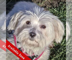 Maltese-Unknown Mix Dogs for adoption in Huntley, IL, USA