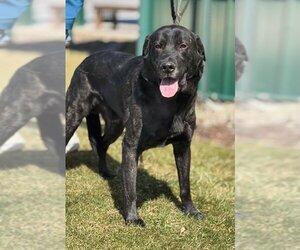 Labrador Retriever-Unknown Mix Dogs for adoption in Batavia, NY, USA