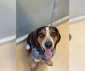 Beagle-Unknown Mix Dogs for adoption in Orleans, VT, USA