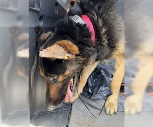 German Shepherd Dog Dogs for adoption in Stockton, CA, USA