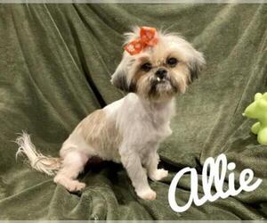 Shih Tzu Dogs for adoption in Texarkana, TX, USA