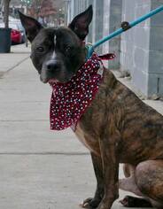 Bullboxer Pit Dogs for adoption in Wyckoff, NJ, USA