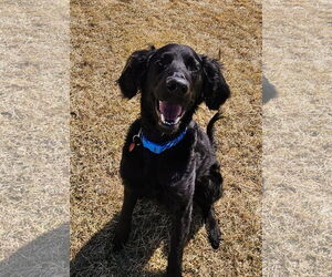 Poodle (Standard) Dogs for adoption in Farmington, MN, USA
