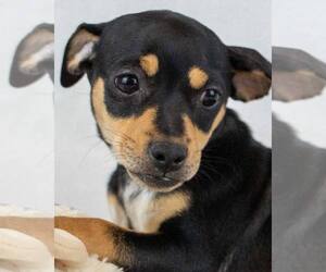 Chiweenie Dogs for adoption in Kennesaw, GA, USA