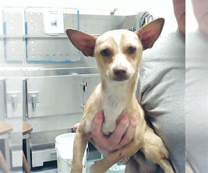 Chihuahua Dogs for adoption in Fayetteville, NC, USA