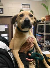 Black Mouth Cur Dogs for adoption in Calverton, NY, USA