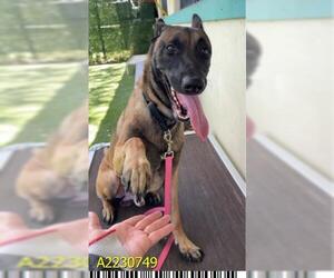 German Shepherd Dog Dogs for adoption in West Palm Beach, FL, USA