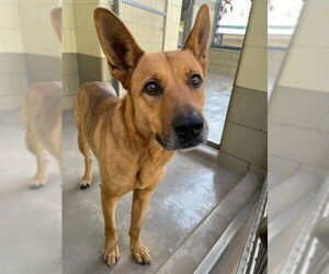 German Shepherd Dog-Unknown Mix Dogs for adoption in Riverside, CA, USA