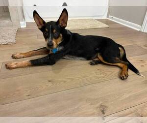Mutt Dogs for adoption in The Woodlands, TX, USA